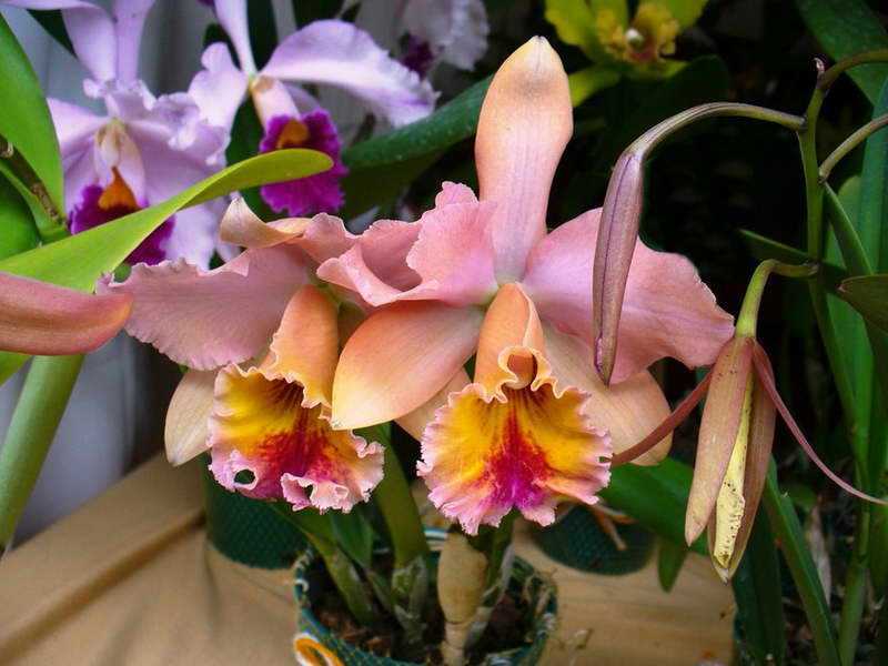 Орхидея каттлея - уход в домашних условиях, фото, цветки