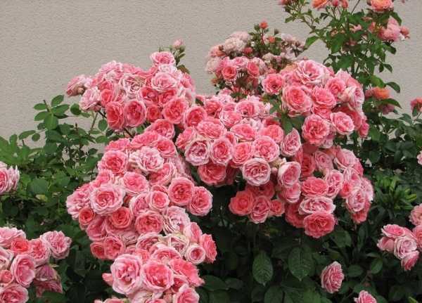 Роза самба энциклопедия роз | мой сад и огород