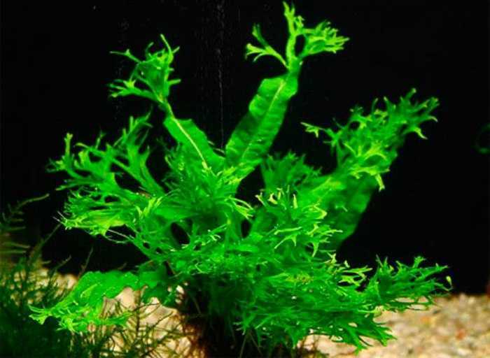 Кринум – красивое аквариумное растение