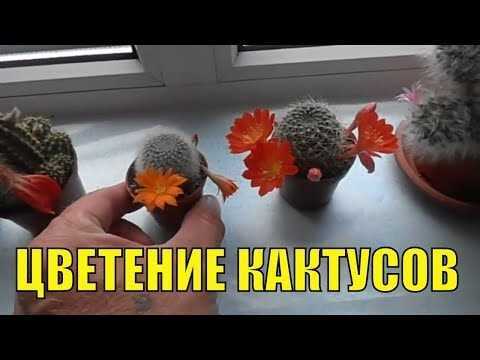 Как пересадить кактус в другой горшок