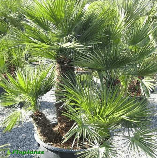 Вашингтония — самая массивная веерная пальма. уход в домашних условиях. фото — ботаничка.ru