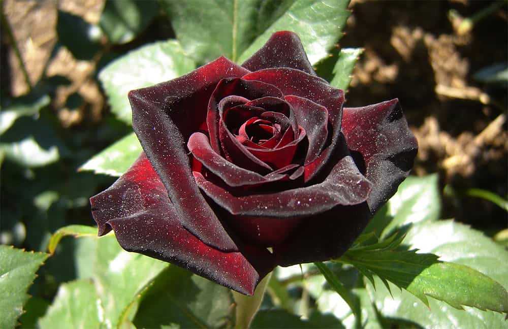 Роза чайно-гибридная черная магия (блэк мэджик) и её виды - ландшафтник
