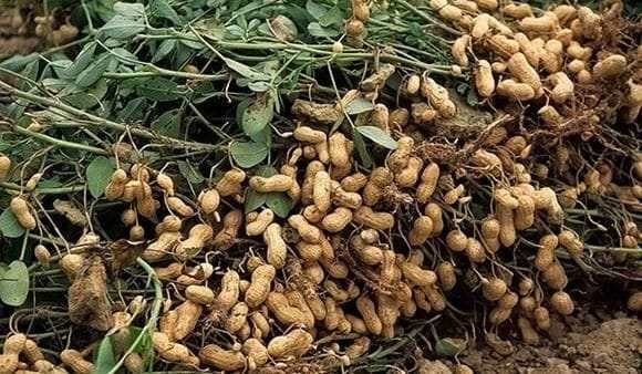 Как вырастить арахис на даче в средней полосе: выращивание земляного ореха в открытом грунте, а также когда посадить его на огороде, можно ли сажать в подмосковье?