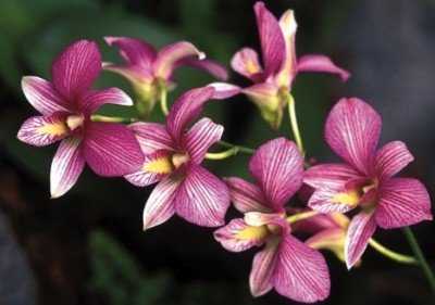 Рассказываем про размножение орхидеи дендробиум и уход в домашних условиях