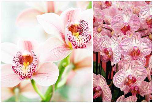Места, где можно выращивать орхидеи