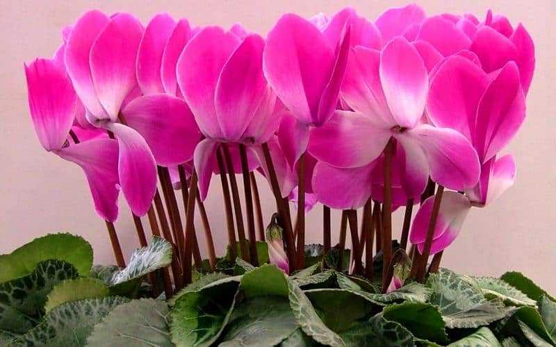 Фиалка удивительная: фото и описание чудесного цветка