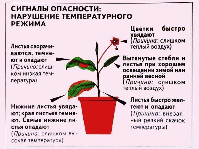 Комнатный кудрявый папоротник: фото с описанием, уход, выращивание - sadovnikam.ru