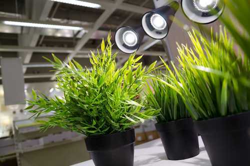 Освещение для комнатных растений: правильный световой режим - Проект "Цветочки" - для цветоводов начинающих и профессионалов