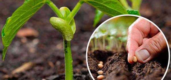 Выращивание фасоли: ее сорта, выбор места и сроки посадки семян