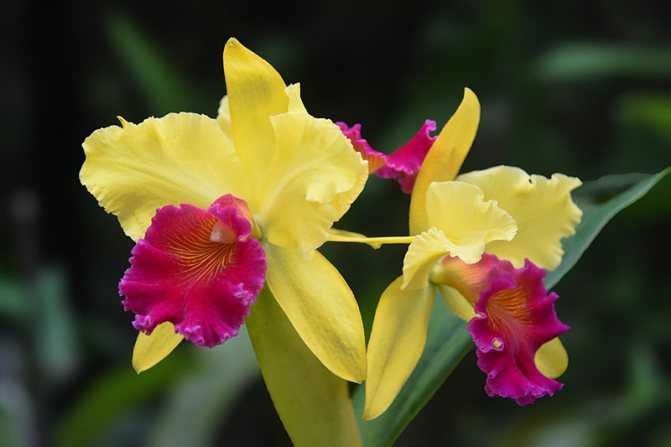 Орхидея каттлея (53 фото): сорта цветка, посадка и уход в домашних условиях, размножение, пересадка