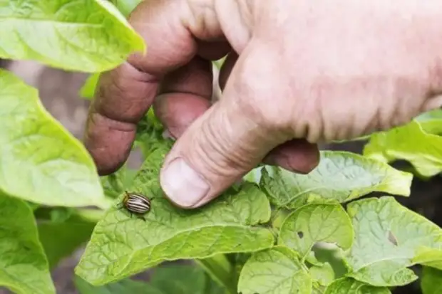 Колорадский жук - борьба с ним, средство и препараты
