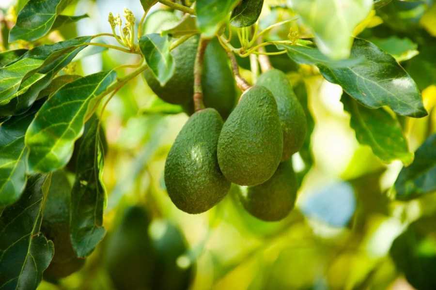 Как вырастить авокадо из косточки в домашних условиях - пошаговая инструкция проращивания авокадо (80 фото и видео)