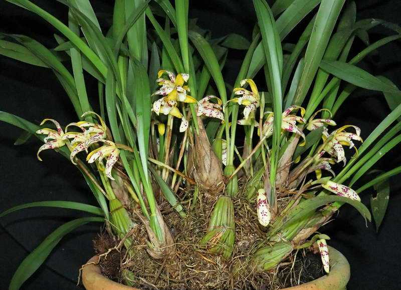 Орхидея: уход и размножение в домашних условиях, фото и рекомендации - sadovnikam.ru