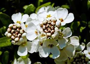 Цветы иберис: посадка и уход в открытом грунте, выращивание из семян
