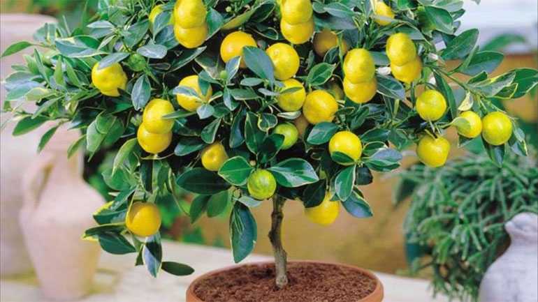 Как и на что можно привить лимон в домашних условиях