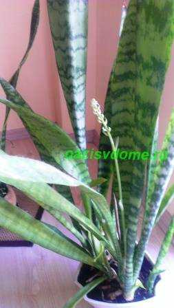 Растение сансевиерия трехполосная: уход в домашних условиях selo.guru — интернет портал о сельском хозяйстве