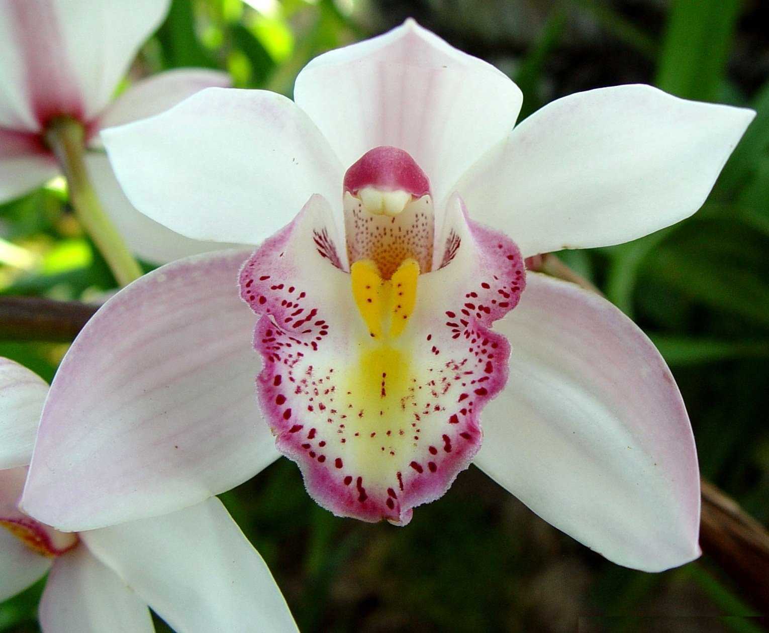 Как вырастить орхидею из семян в домашних условиях: проращивание, посадка, уход за сеянцами