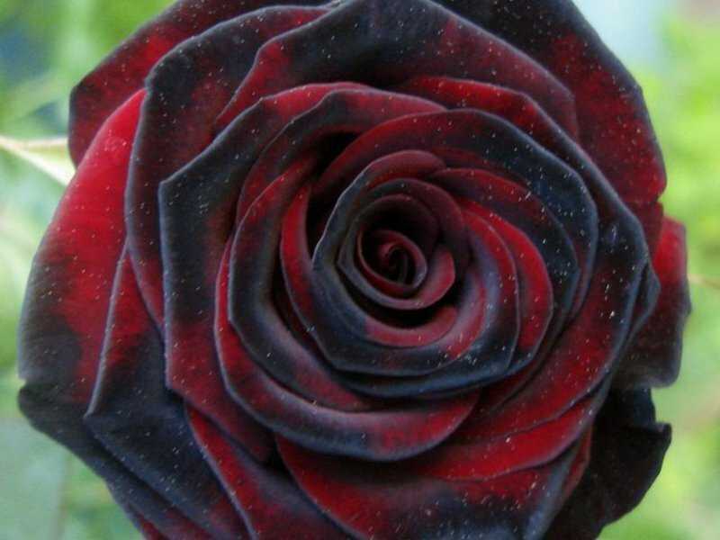 Роза "черная магия" - фото и описание