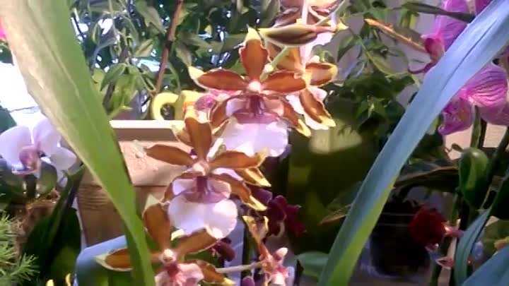 Орхидея одонтоглоссум фото, уход в домашних условиях, содержание и размножение одонтоглоссума