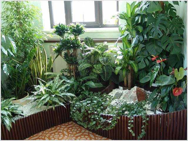 Самые тенелюбивые комнатные растения: названия, фото – женские вопросы