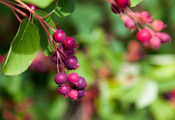 Растение ирга: фото и описание ягод кустарника, выращивание, уход и размножение ирги