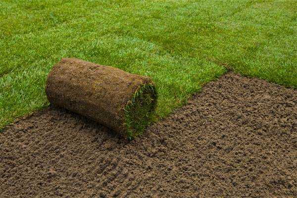 Рулонный газон - правила применения при оформлении различных участков сада