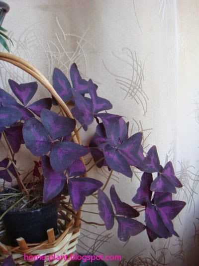 Цветок спатифиллум — размножение в домашних условиях