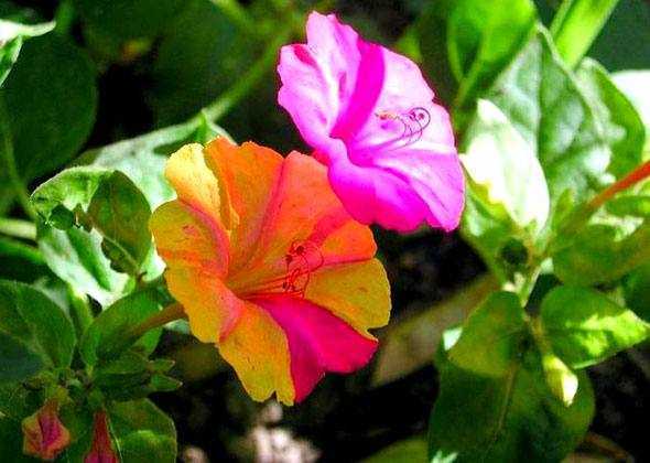 Цветок мирабилис: фото и советы по уходу и выращиванию