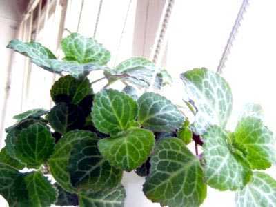 Плектрантус: уход в домашних условиях, фото декоративного растения