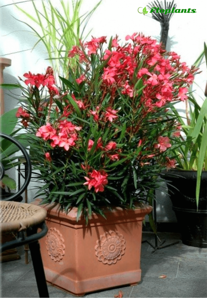 Тропические цветок олеандр: уход в домашних условиях, пересадка и размножение