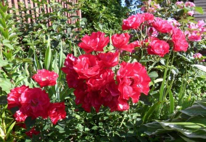 Выращивание канадской парковой розы мартин фробишер: как посадить и ухаживать