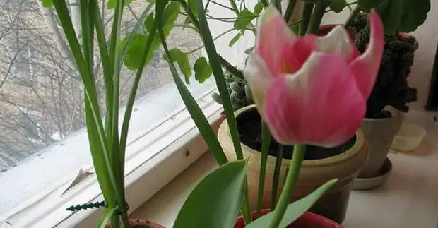 Как вырастить тюльпаны дома в горшке?
