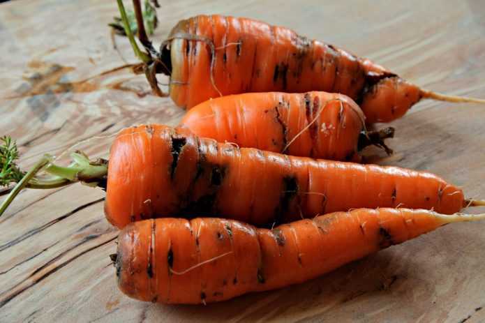 Посадка моркови: семена, удобрения, защита от болезней и вредителей. когда сажать морковь в открытый грунт на грядки