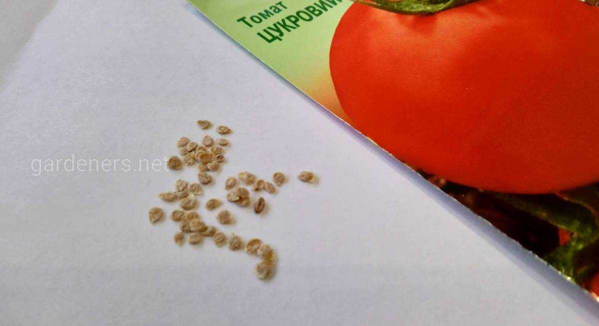 Томат, либо помидор (Solanum lycopersicum) ― это вид травянистых однолетних и многолетних растений, который относится к роду Паслен семейства Пасленовые