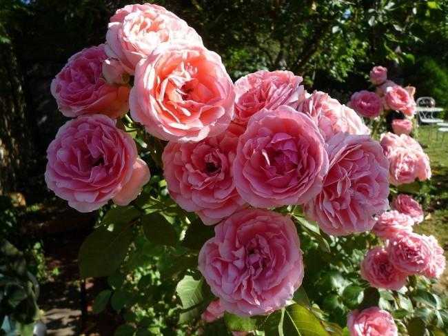 5 лучших сортов роз флорибунда: посадка, уход и выращивание
