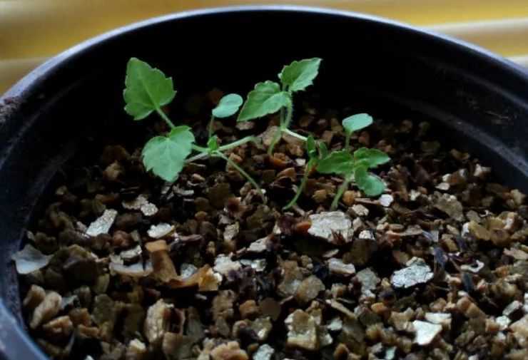 Родохитон выращивание из семян в домашних условиях