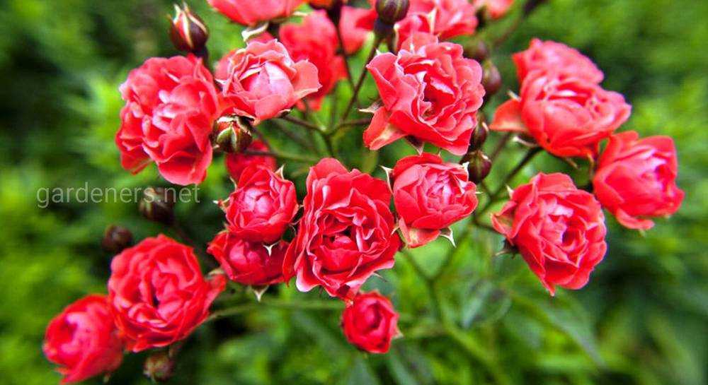 Разновидности кустовых роз: какие бывают декоративные сорта, как выглядят