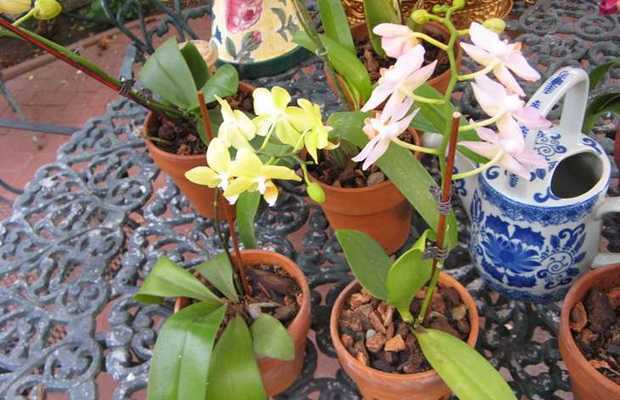 Покупка орхидей в магазине: как правильно выбрать растение - Проект "Цветочки" - для цветоводов начинающих и профессионалов