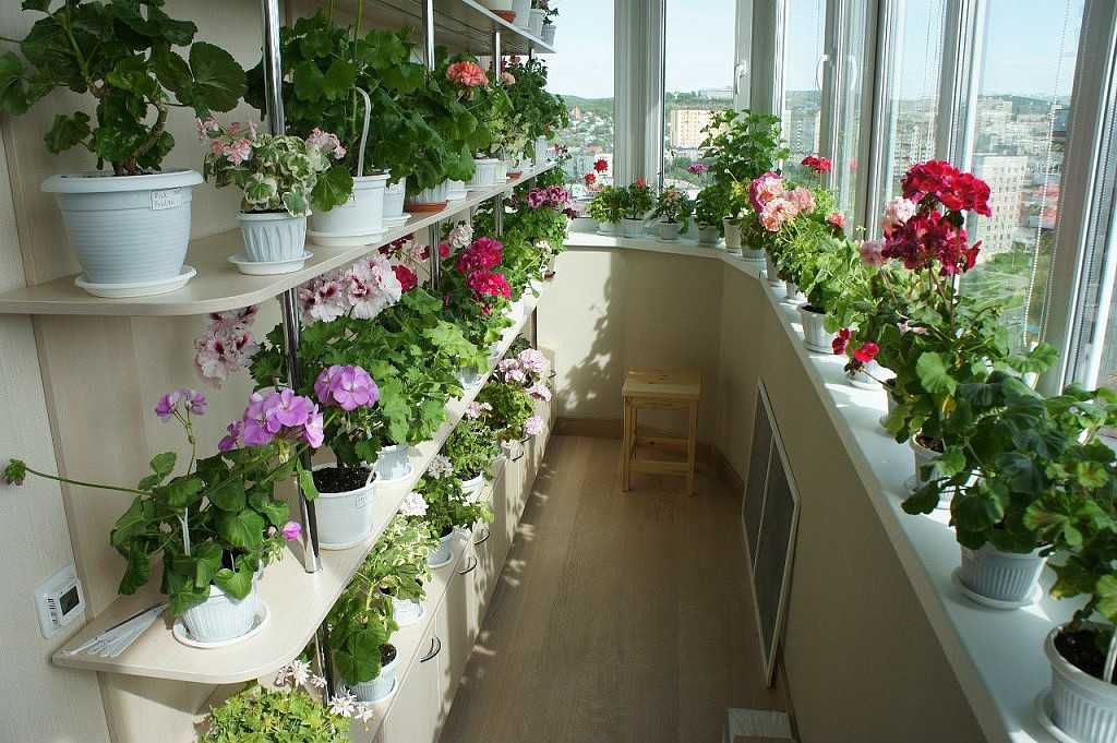 Земляника на балконе и подоконнике: выращивание и уход круглый год