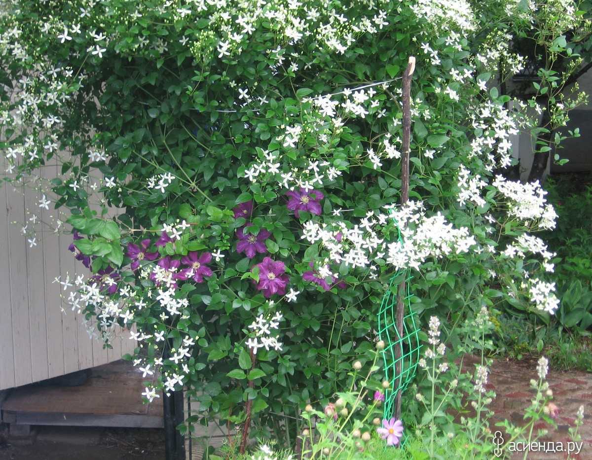Клематисы в ландшафтном дизайне (91 фото): цветы на клумбе в саду и на заборе, оформление небольшого дачного участка