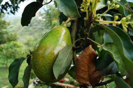 Как прорастить авокадо из косточки, как правильно выращивать в домашних условиях и производить посадку: пошаговые инструкции, фото selo.guru — интернет портал о сельском хозяйстве