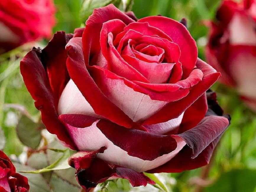 Botero — крупный сорт розы с ярким ароматом
