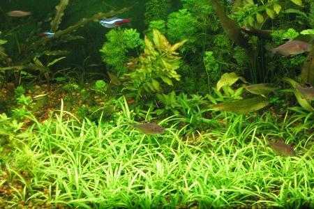 Аквариумное растение перистолистник (уруть водная): фото разновидностей, содержание и размножение в аквариуме