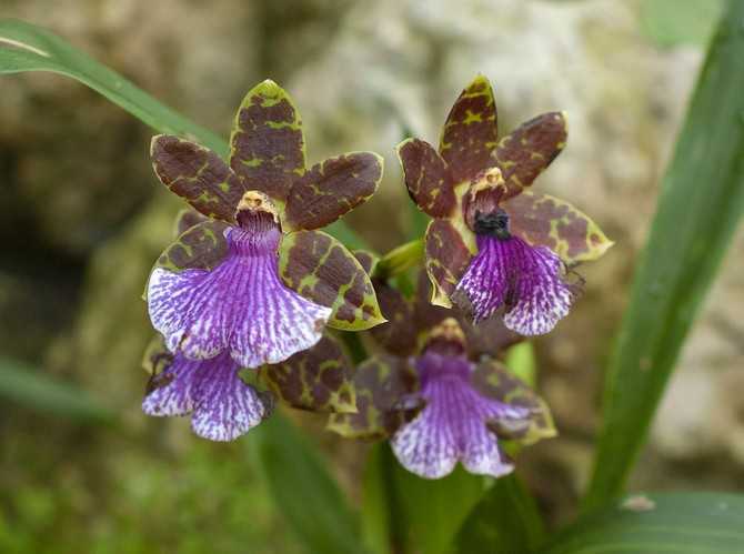 Орхидея зигопеталум в домашних условиях