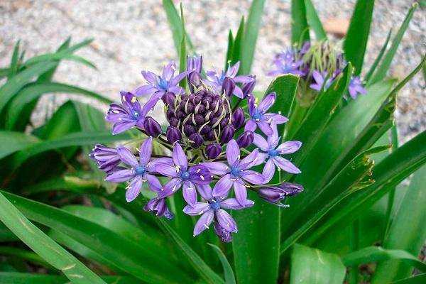 Сцилла (пролеска) – первый весенний цветок, «зимние синие слёзки»