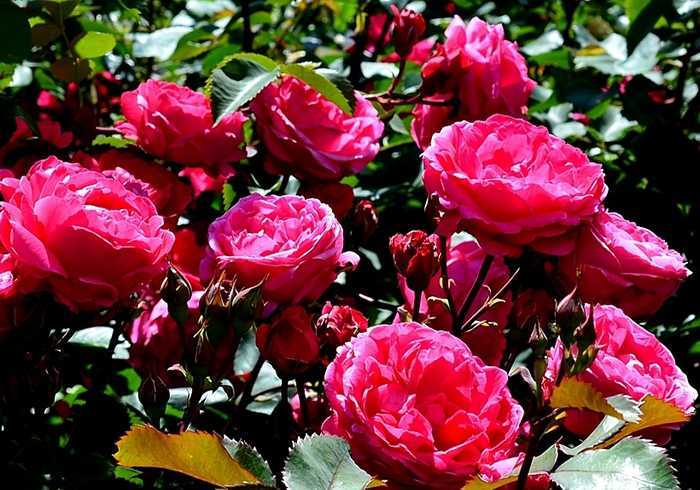 Роза мартин фробишер (канадская парковая) отзывы, описание, фото, посадка и уход