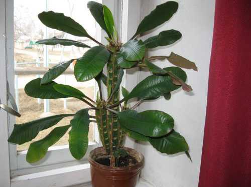 Растение полисциас: фото, уход в домашних условиях, размножение комнатного цветка