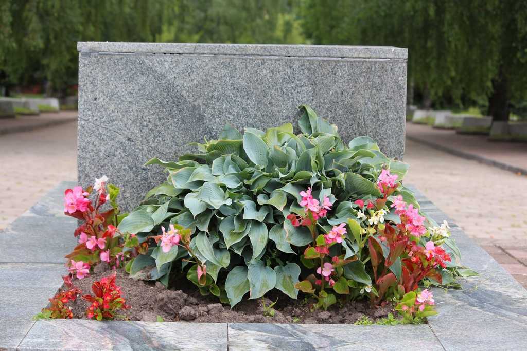 Какие цветы посадить на кладбище: без полива, многолетние неприхотливые