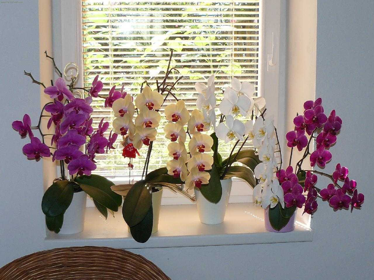 Рекомендации, как правильно пересадить орхидею фаленопсис в домашних условиях