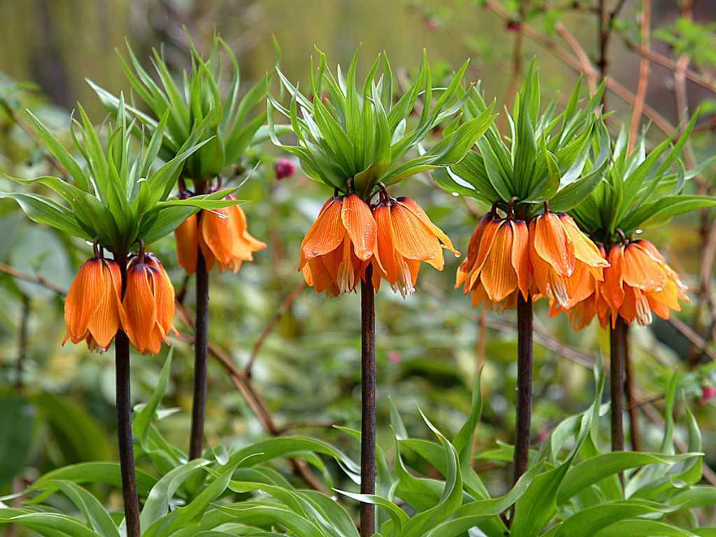 Рябчик, либо фритиллярия (Fritillaria) — это травянистое многолетнее растение, являющееся представителем семейства лилейные Данный род объединяет примерно 150 различных видов